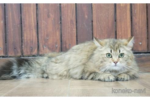 販売中のサイベリアンの親猫